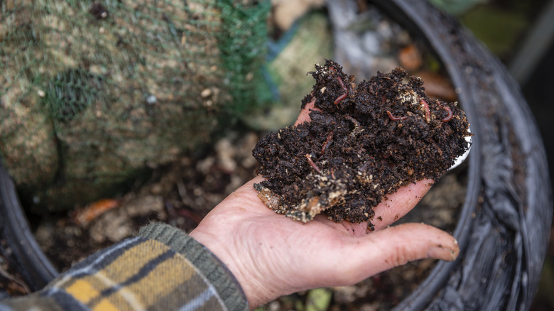 Man holding compost with worms