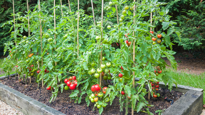 Tomato plants in garden 
