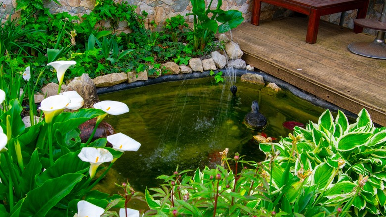 A pond in a garden 
