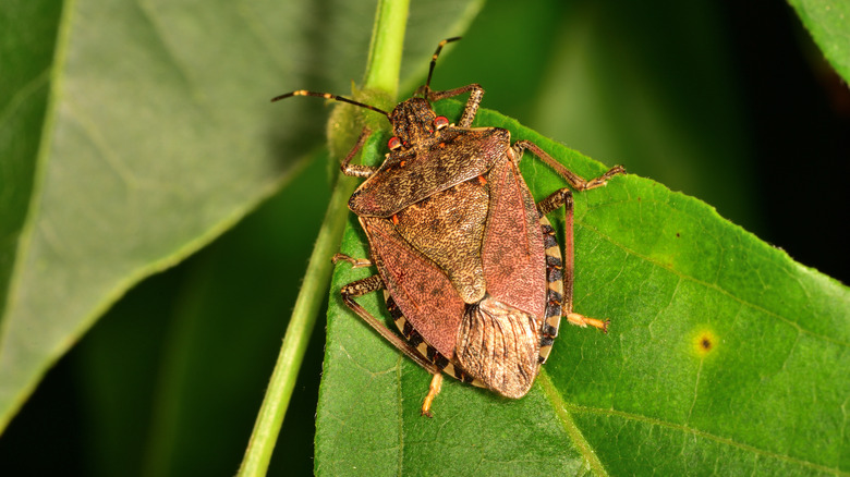 Brown marmorated stink bug on a leaf 