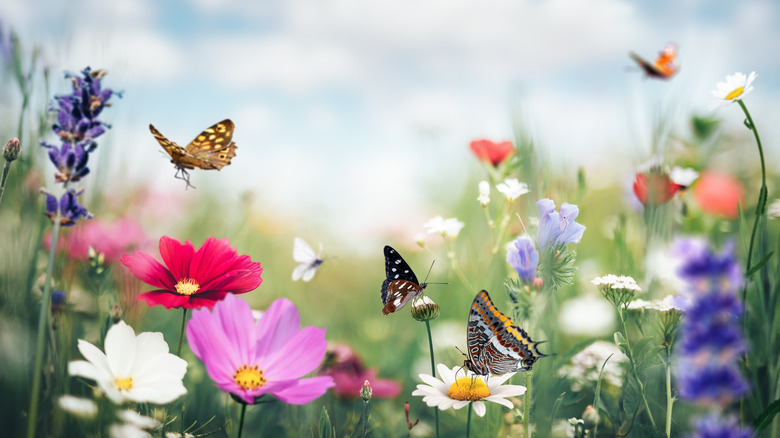 Butterflies and wildflowers 