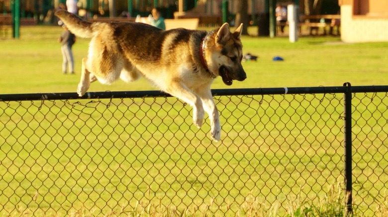 German Shepherd dog jumping over black chain link fence