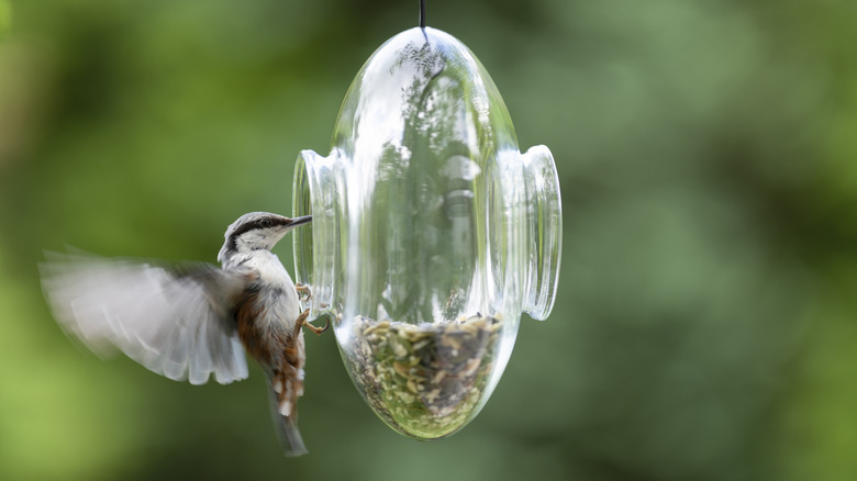 Nuthatch eating from feeder