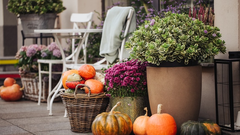 mums and pumpkins on patio