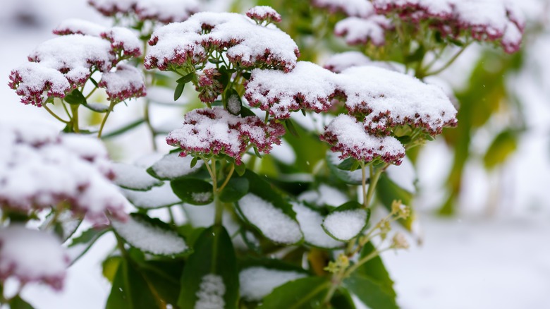 A plant covered in snow 