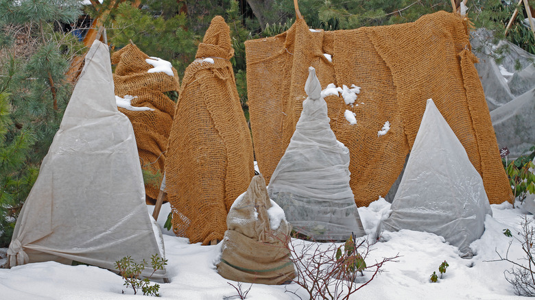 Plants in protective winter wrap 