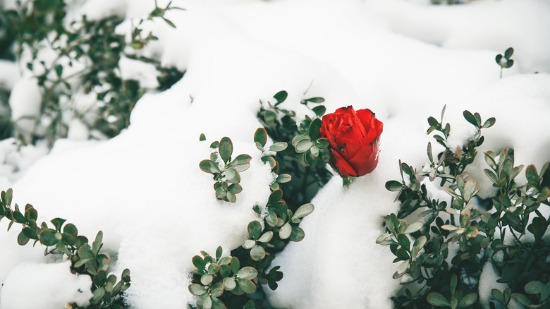 A Rose in the snow 