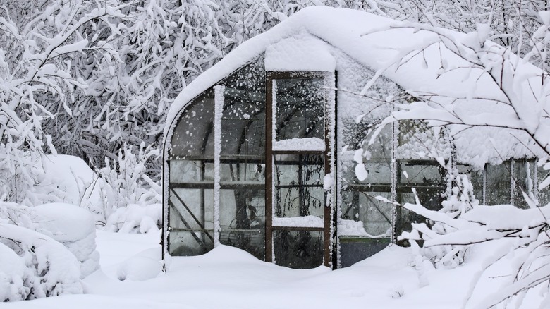 A greenhouse covered in snow 