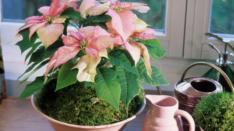 Pale pink poinsettias 