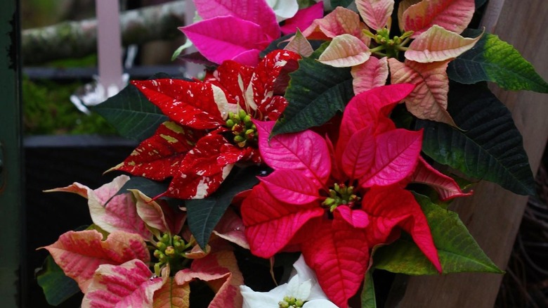Pink and red poinsettias