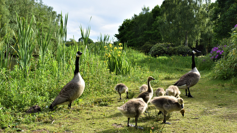 geese near tall grass