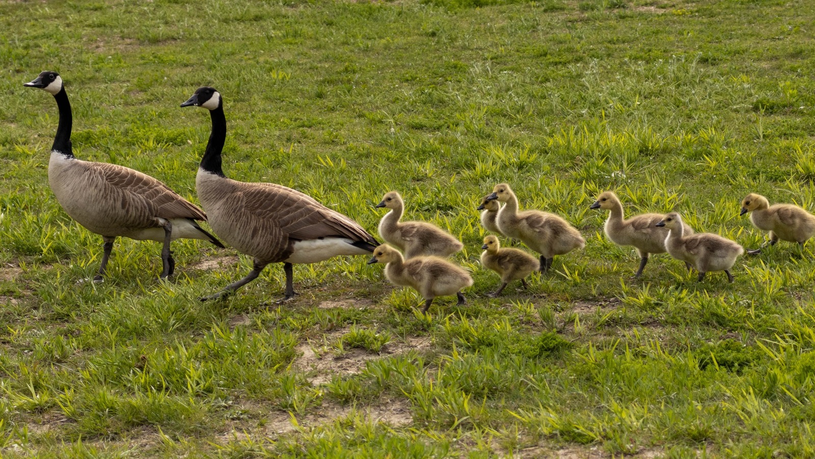 simple-ways-to-keep-geese-out-of-your-yard-for-good