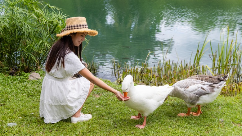 girl feeding geese