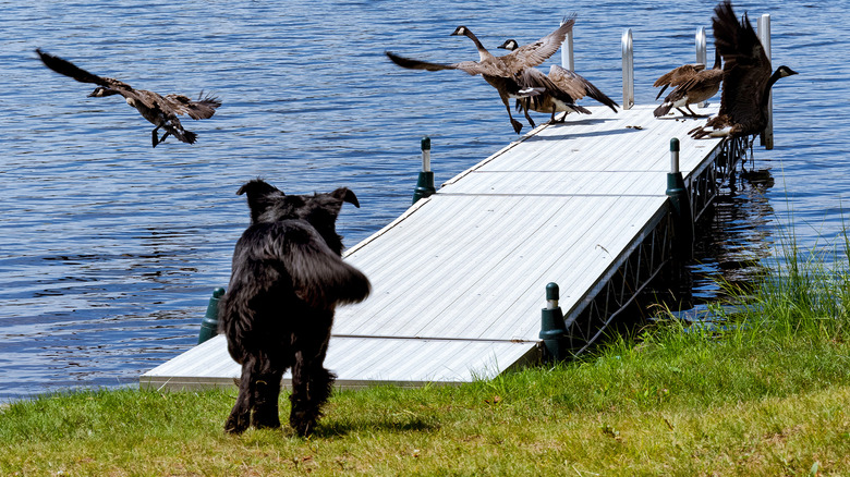 dog chasing geese