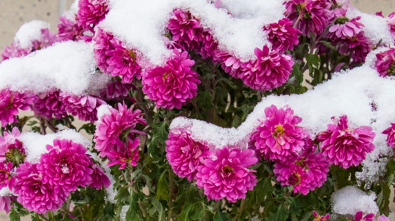 Frozen chrysanthemums in winter