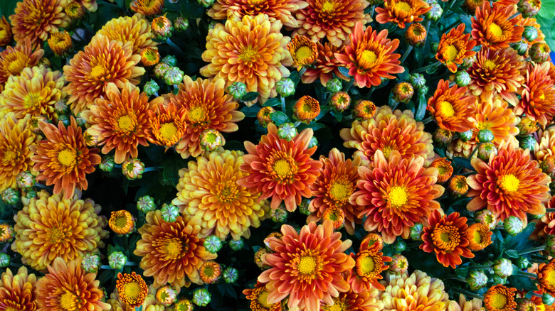 Beautiful orange chrysanthemums