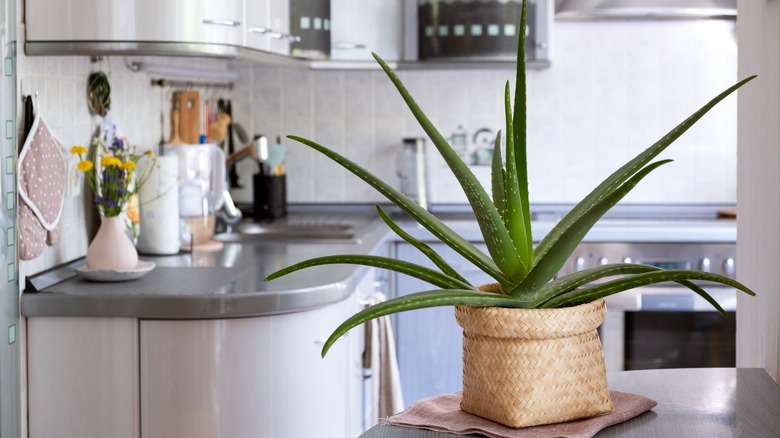 aloe vera draining in kitchen