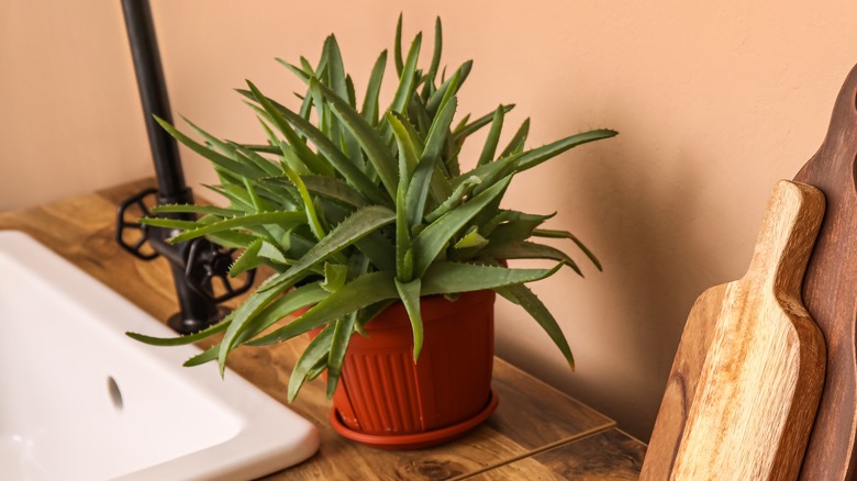 aloe vera next to sink