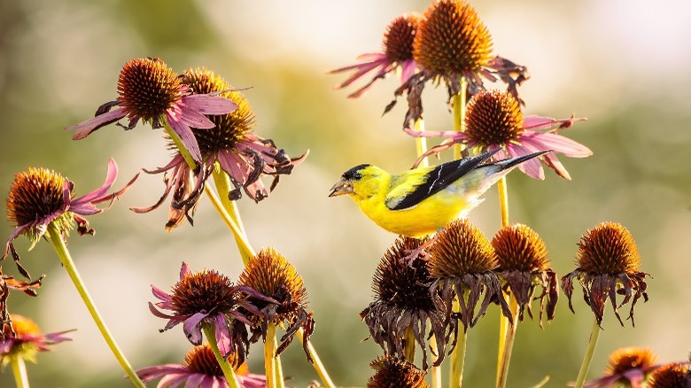 A goldfinch sits on dying purple coneflowers to eat seeds.