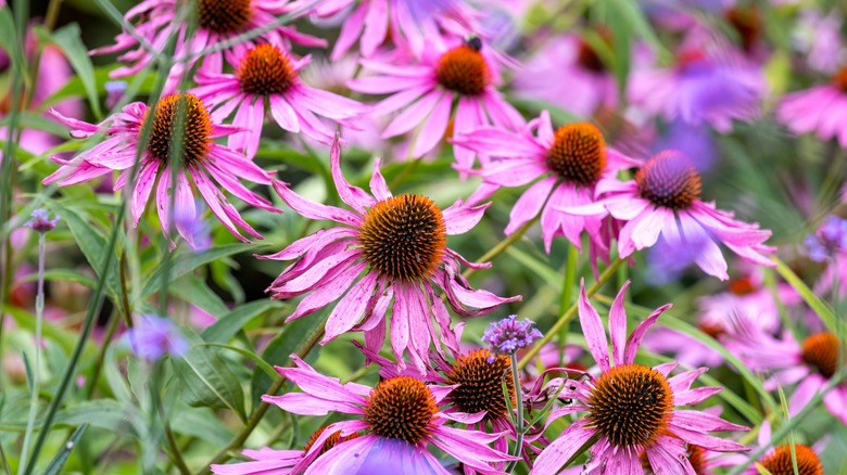 A close-up image of purple coneflowers growing in garden.