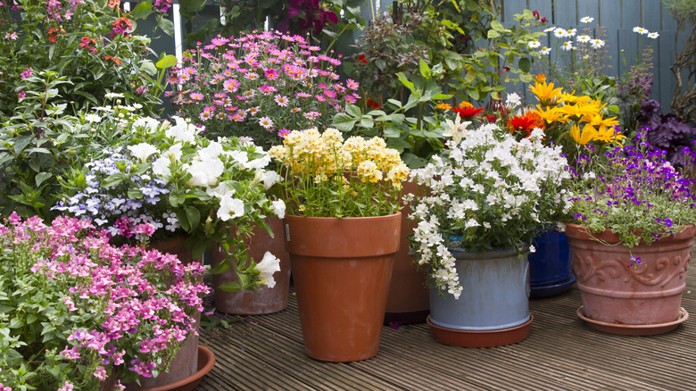 Planters filled with flowers