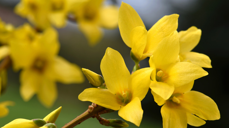 Closeup of yellow forsythia flowers