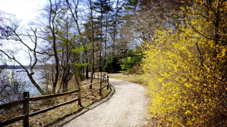 Forsythia blooming along a path