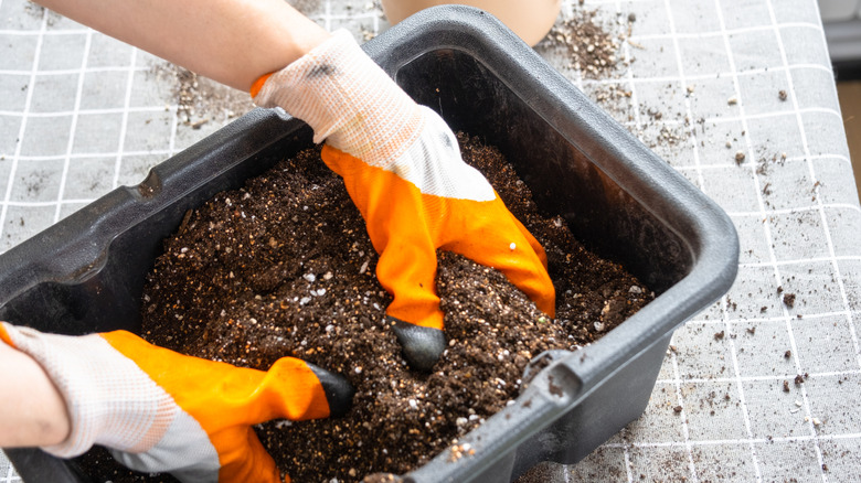 Gloved hands reaching into a container of potting soil