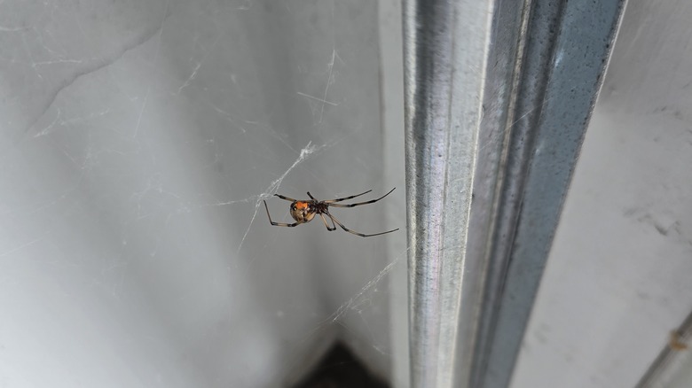 spider in garage