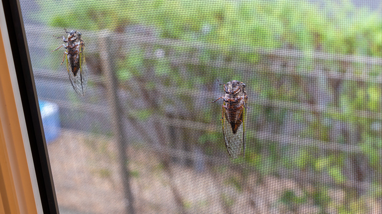 Cicadas on mesh screen