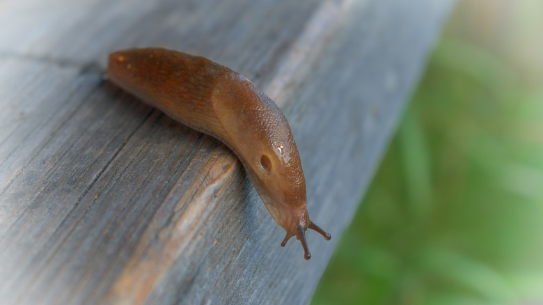 Greenhouse slug looking down over a wooden edge