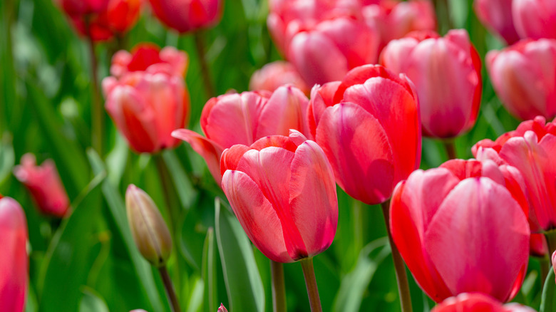 Stand of pink tulips