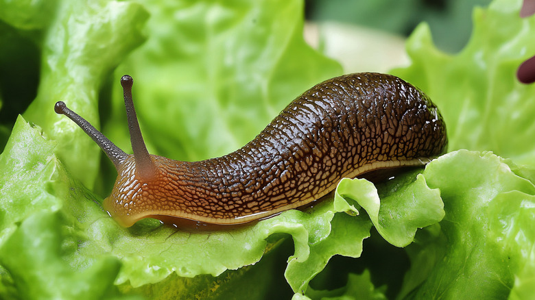 Slug crawling on and eating lettuce