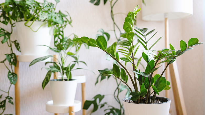 Indoor plants etting sunlight in a home