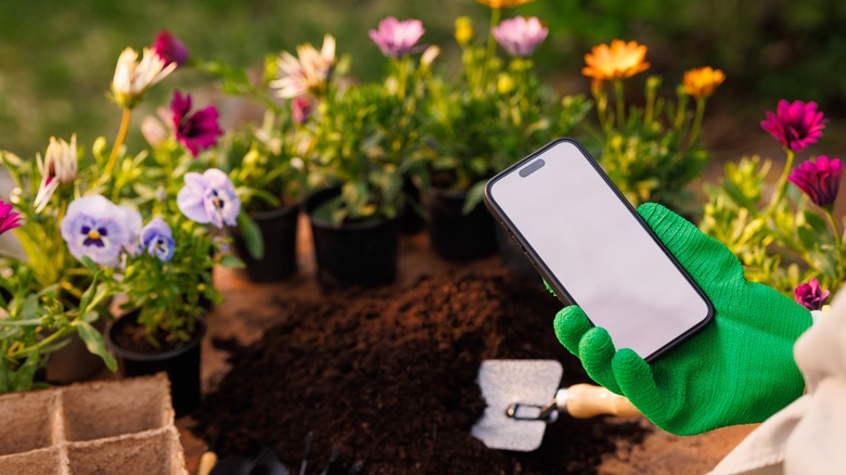 person gardening with phone