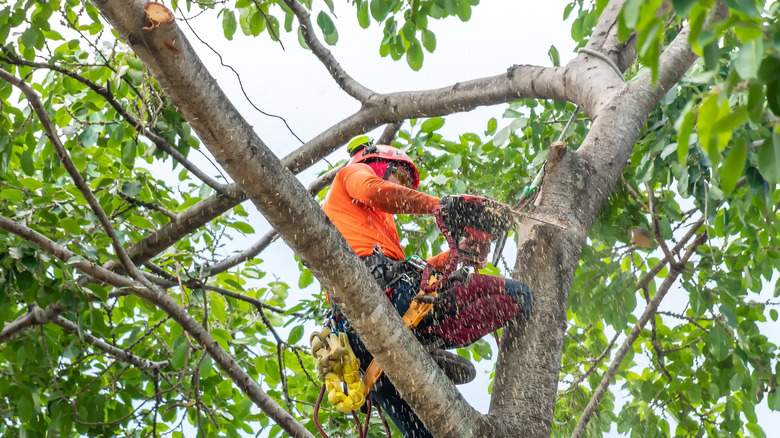 Person cutting tree branches