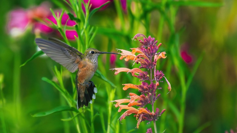 Hummingbird at flower