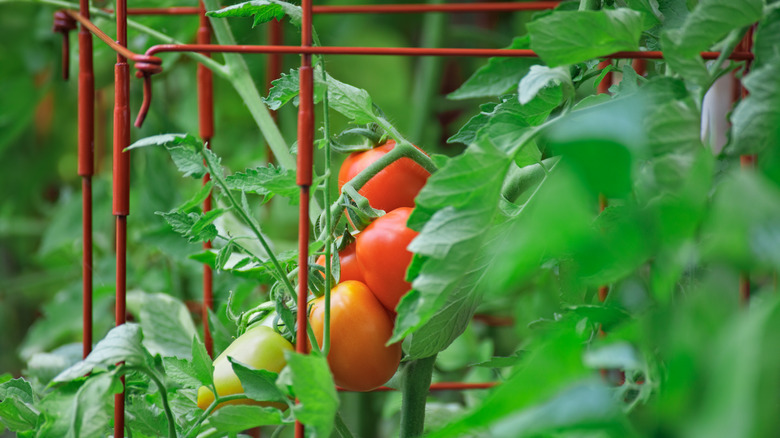 cage over tomato plant