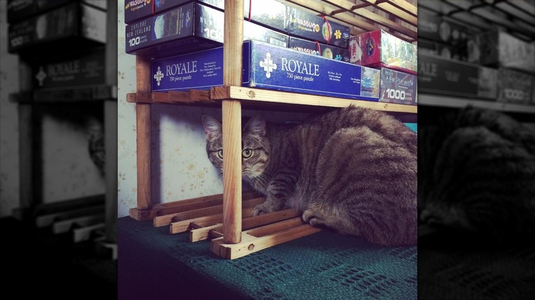 Cat and puzzles on wood shelves