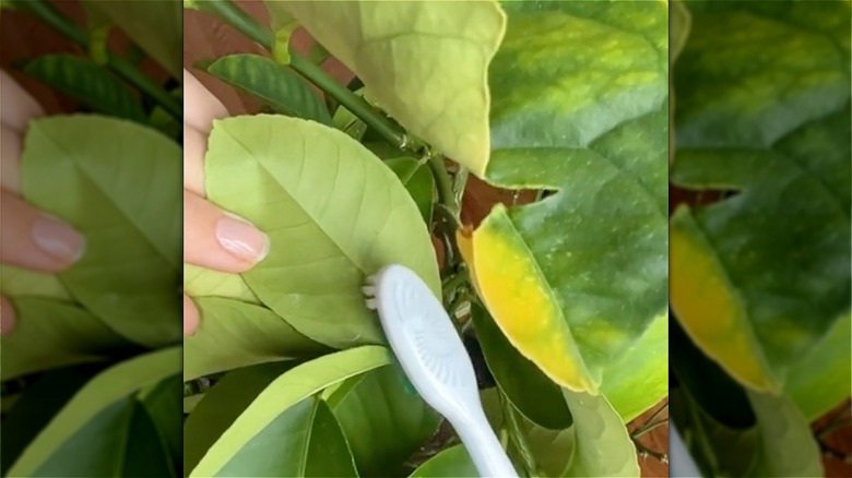 Cleansing underside of plant leaves
