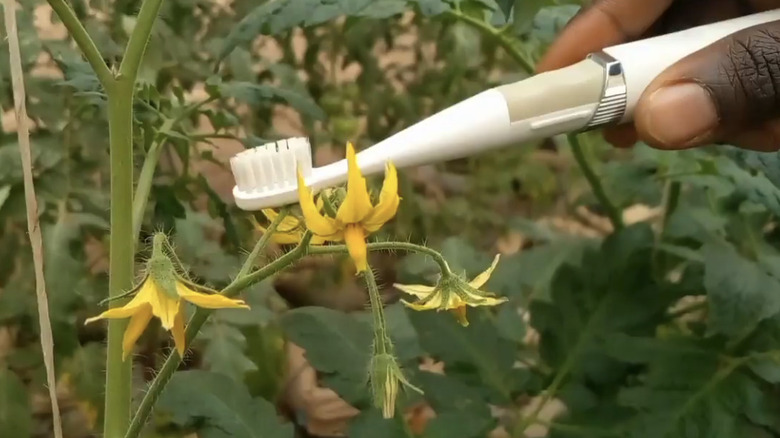 Toothbrush nudging tomato blossom