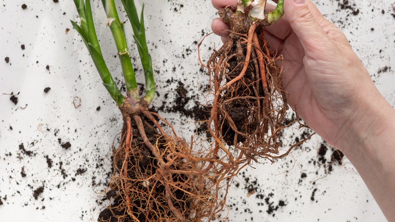 Separating plant roots 