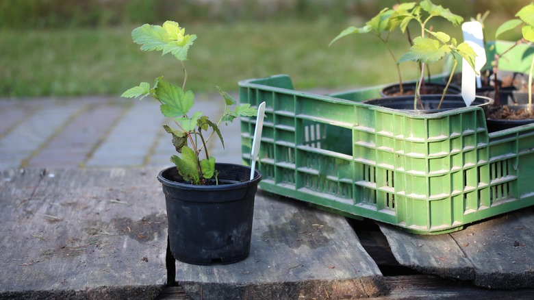 plant with small plastic marker