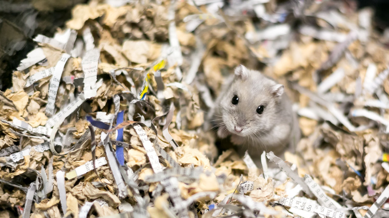 hamster in paper bedding