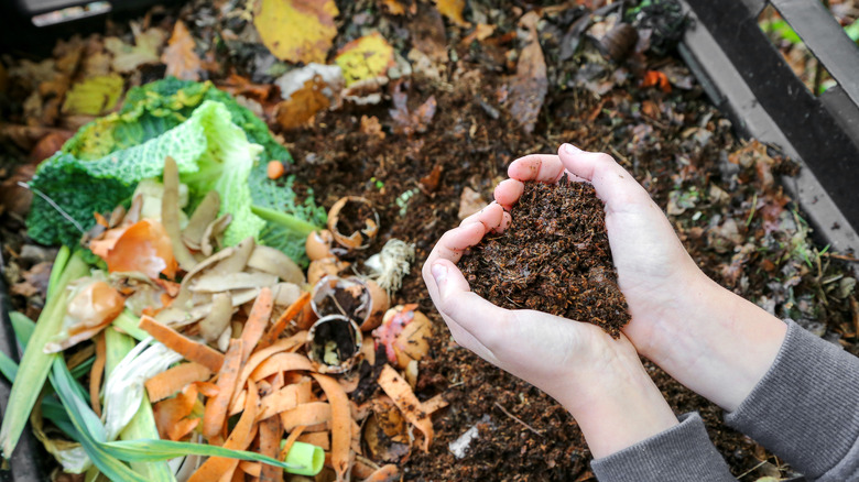 food scraps and compost