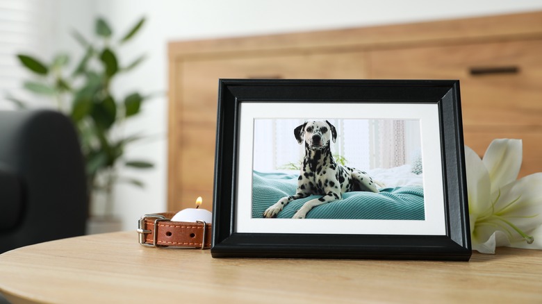 framed photo of dog