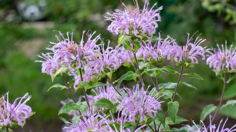 Purple bergamot flowers in bloom