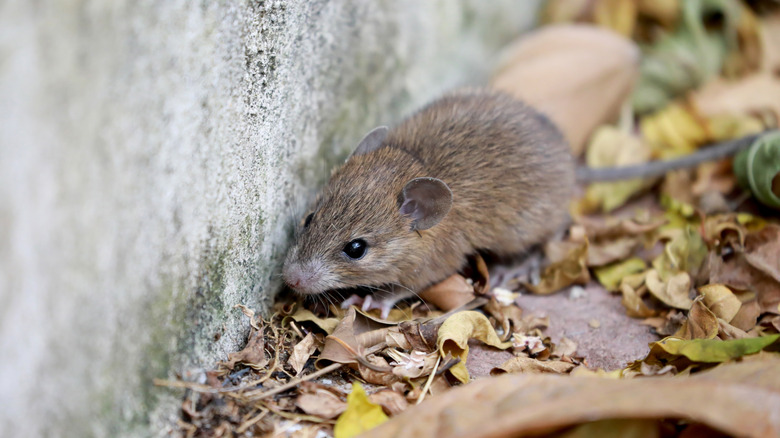 Mouse sniffing around a structure