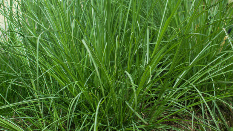 Closeup of a palmarosa plant