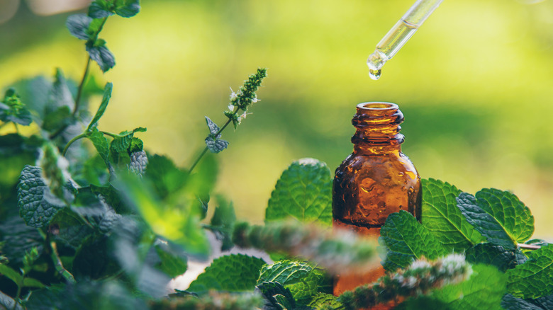 Peppermint sprigs with brown glass bottles